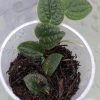 Rare Rhaphidophora Tenuis Silver