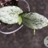 Hoya collina IR-26 sp Papua