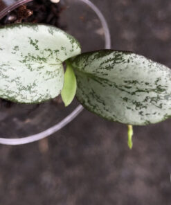 Hoya collina IR-26
