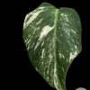 Variegated Monstera Albo Borsiginia