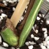 Variegated Monstera Albo Borsiginia