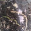 Scindapsus Treubii "superstar"