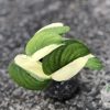Scindapsus Jade Satin albo (halfmoon)