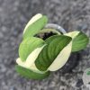 Scindapsus Jade Satin albo (halfmoon)