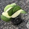 Scindapsus Jade Satin albo (halfmoon)