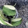 Scindapsus Jade Satin albo (halfmoon)
