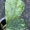 Hoya kerrii Splash - A