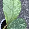 Hoya kerrii Splash - A