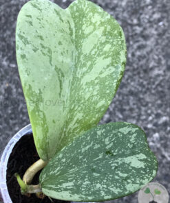 Hoya kerrii Splash - A