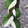 Scindapsus Jade Satin albo (halfmoon)