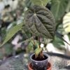 Anthurium Luxurians hybrid - B