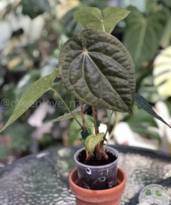 Anthurium Luxurians hybrid - B
