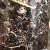 Hoya kerrii Splash - B