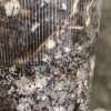 Hoya kerrii Splash - B