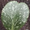 Hoya kerrii Splash - B