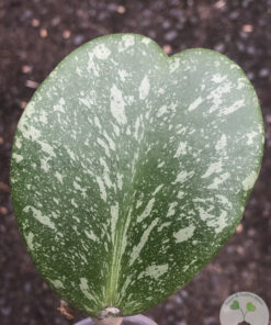 Hoya kerrii Splash - B