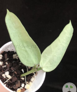 Hoya pandurata silver