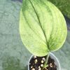 Scindapsus Treubii "superstar" with new growth