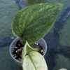 Scindapsus Treubii "superstar"