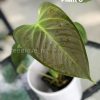 Anthurium Veitchii X Red Beauty - C