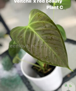 Anthurium Veitchii X Red Beauty - C