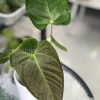 Anthurium Veitchii X Red Beauty - C