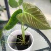 Anthurium Veitchii X Red Beauty - C