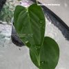 Anthurium Veitchii X Red Beauty - E