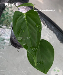 Anthurium Veitchii X Red Beauty - E