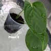 Anthurium Veitchii X Red Beauty - E