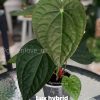 Anthurium Luxurians hybrid - A