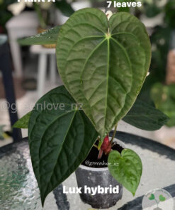 Anthurium Luxurians hybrid - A