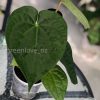Anthurium Luxurians hybrid - A