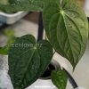 Anthurium Luxurians hybrid - A