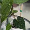 Anthurium Luxurians hybrid - A