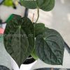 Anthurium Luxurians hybrid - B