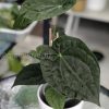 Anthurium Luxurians hybrid - B
