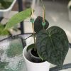 Anthurium Luxurians hybrid - B