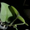 Scindapsus Silver Hero