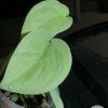 Scindapsus Silver Hero