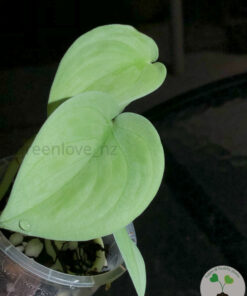 Scindapsus Silver Hero
