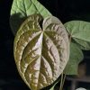 Anthurium Luxurians hybrid - C