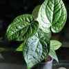 Anthurium Luxurians hybrid - C