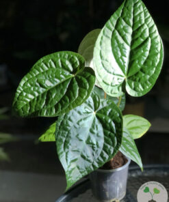 Anthurium Luxurians hybrid - C