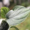 Scindapsus Platinum