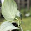 Scindapsus Platinum