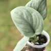 Scindapsus Platinum