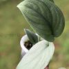 Scindapsus Platinum