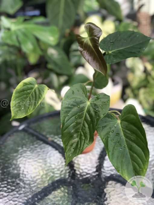 Anthurium Veitchii X Red Beauty - Image 2