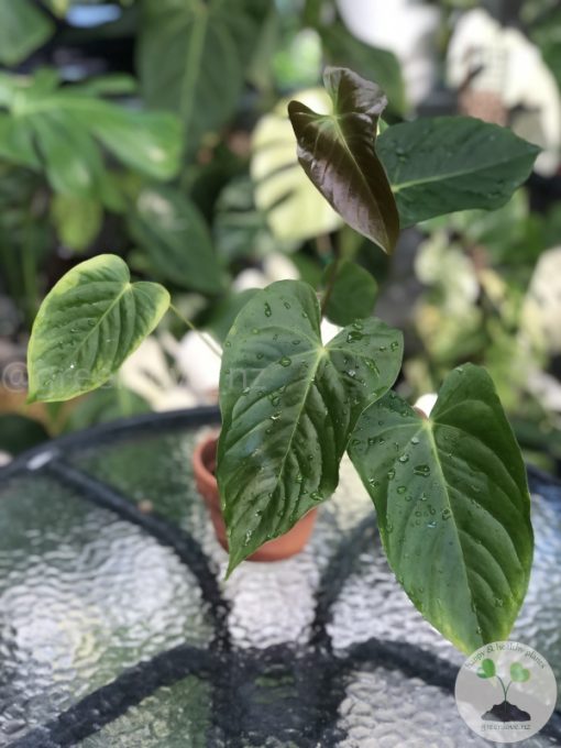 Anthurium Veitchii X Red Beauty